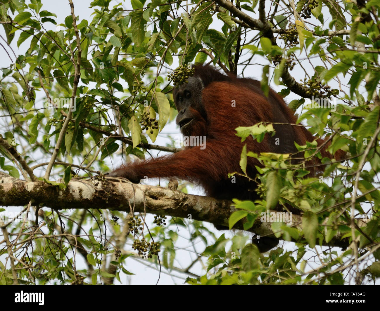 Un maschio selvatico orangutan in sul fiume Kinabatangan Sabah Foto Stock