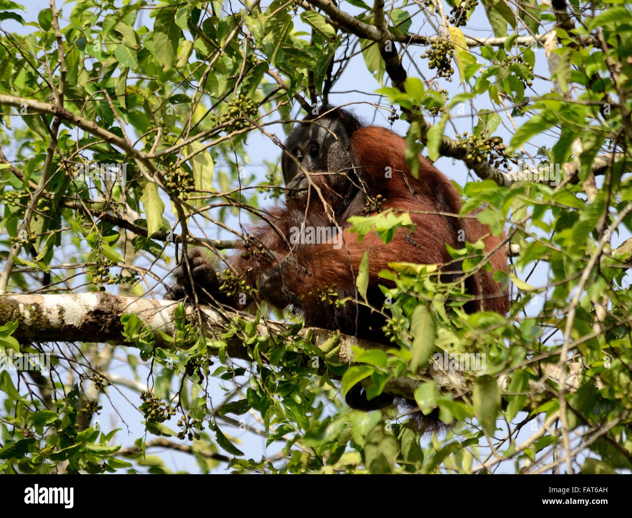 Wild Orangutan nel fiume Kinabatangan Foto Stock