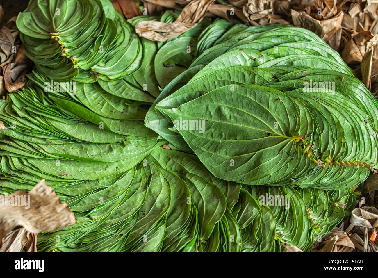 Pila di prodotti commestibili di betel leaf nel mercato di Sri Lanka. Foto Stock
