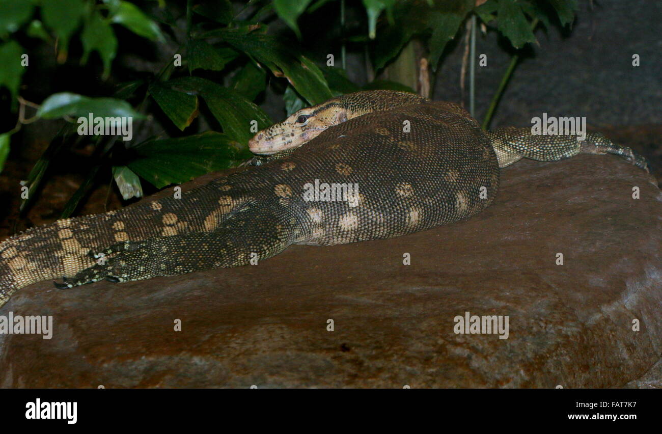 Appoggio del Sudest Asiatico monitor acqua (Varanus salvator) Foto Stock