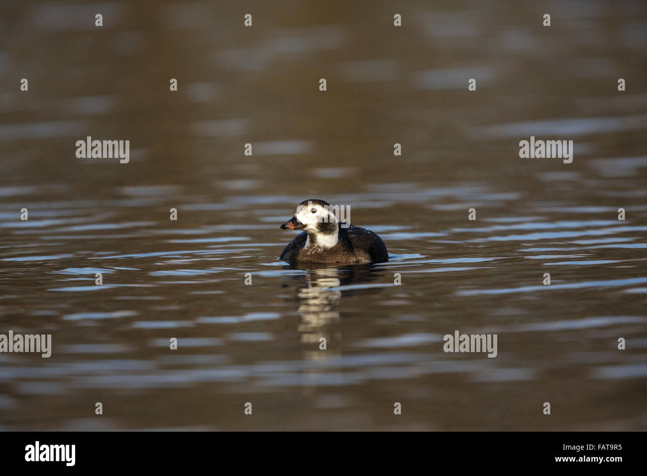 Long-tailed Duck, Clangula hyemalis primo inverno maschio, autunno nuoto, Foto Stock