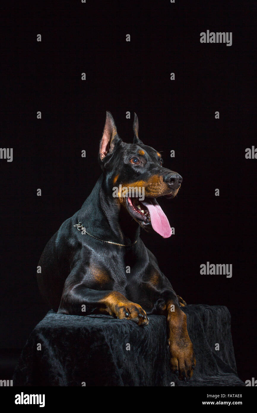 Ritratto di bella maschio nero doberman cane su sfondo nero Foto Stock