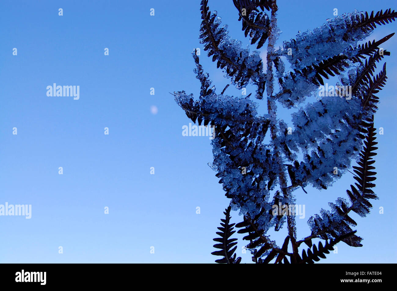 Una coperta di brina fern copre il cielo accanto a un inverno di luna Foto Stock