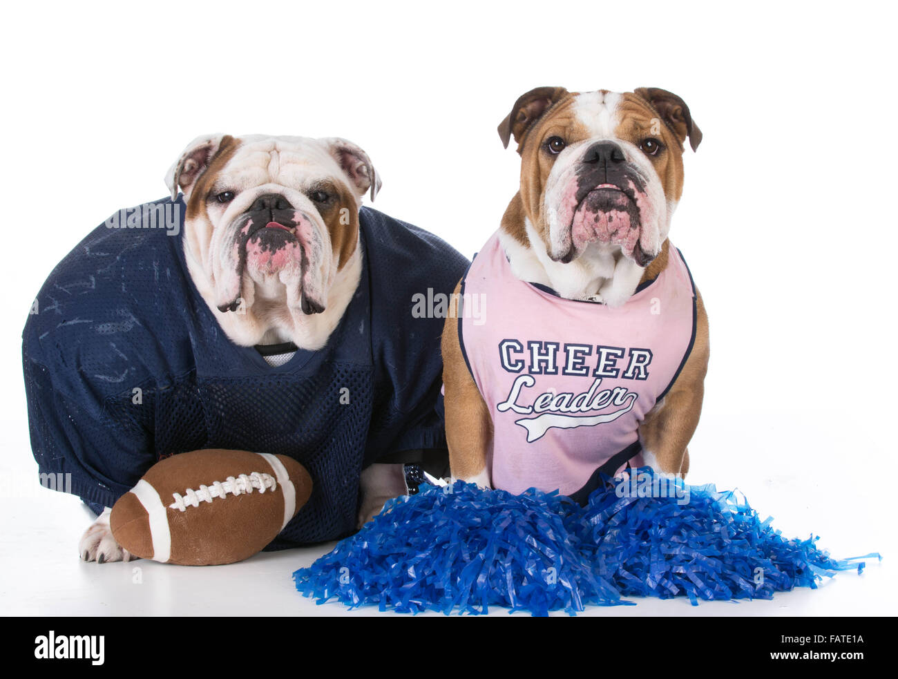 Due cani vestiti come giocatore di football e cheerleader su sfondo bianco Foto Stock