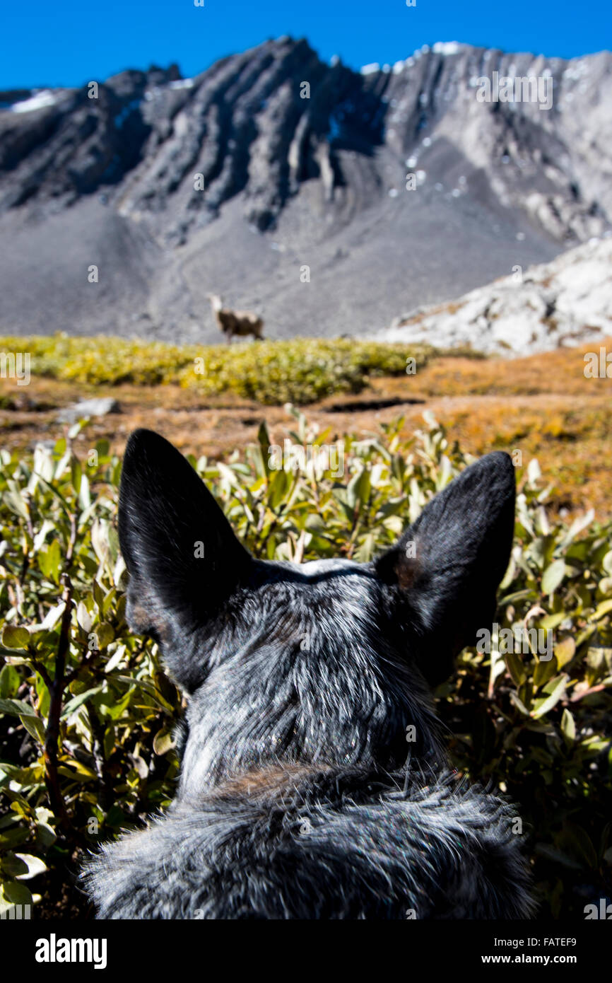 Blue Heeler cucciolo stalking una selvaggia grande cornuto pecore in montagna, Alberta Canada Foto Stock