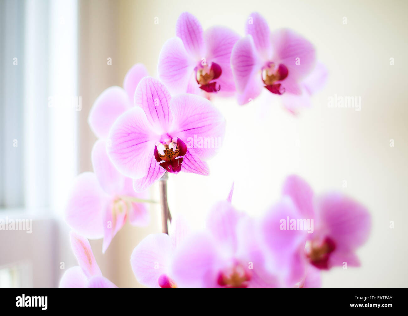 Tasto alto colpo di vasi di orchidee rosa Foto Stock