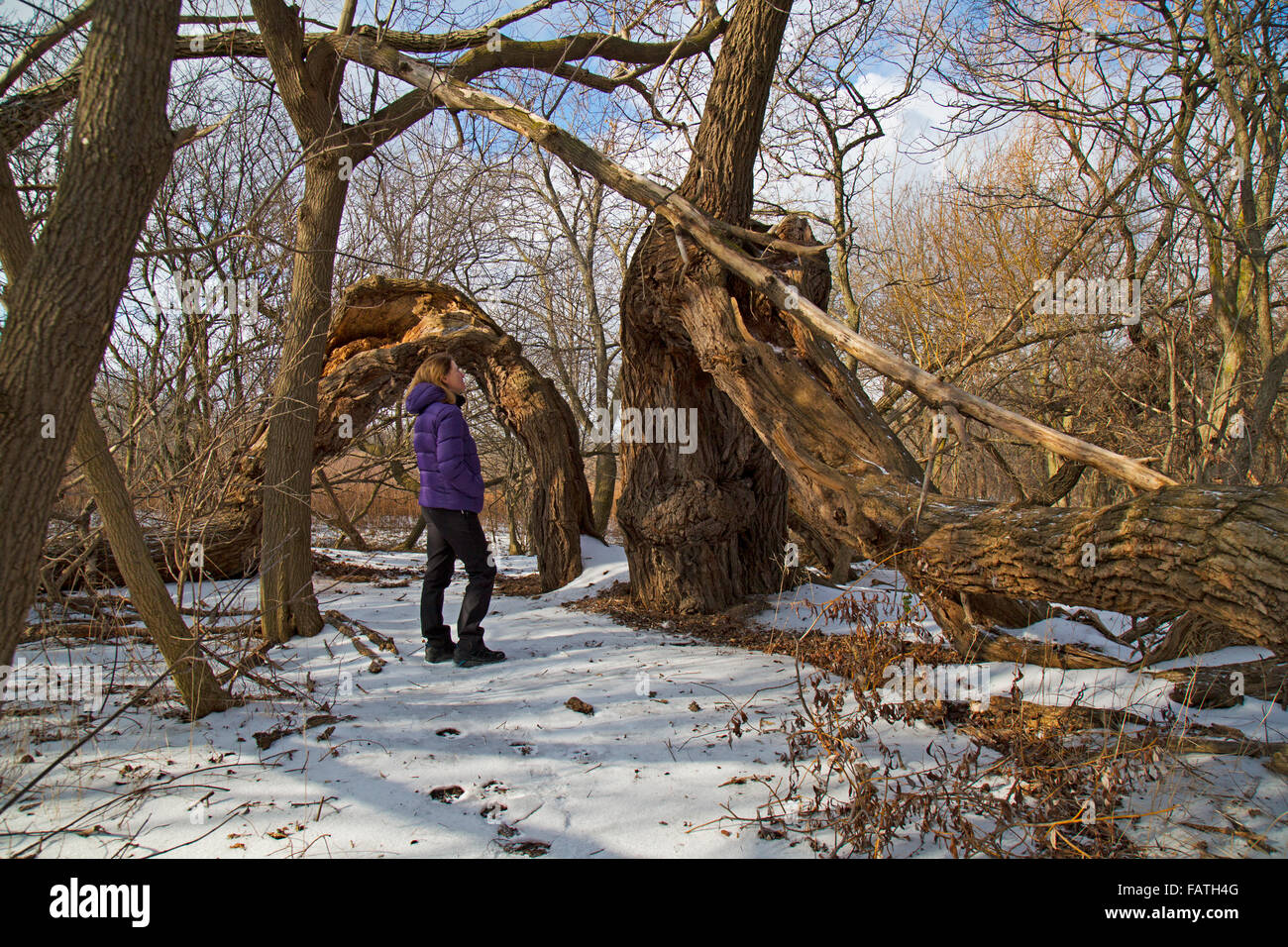 Un solo cercando femmina fino a un albero in Eramosa Karst Area di Conservazione di Hamilton, Ontario, Canada Foto Stock