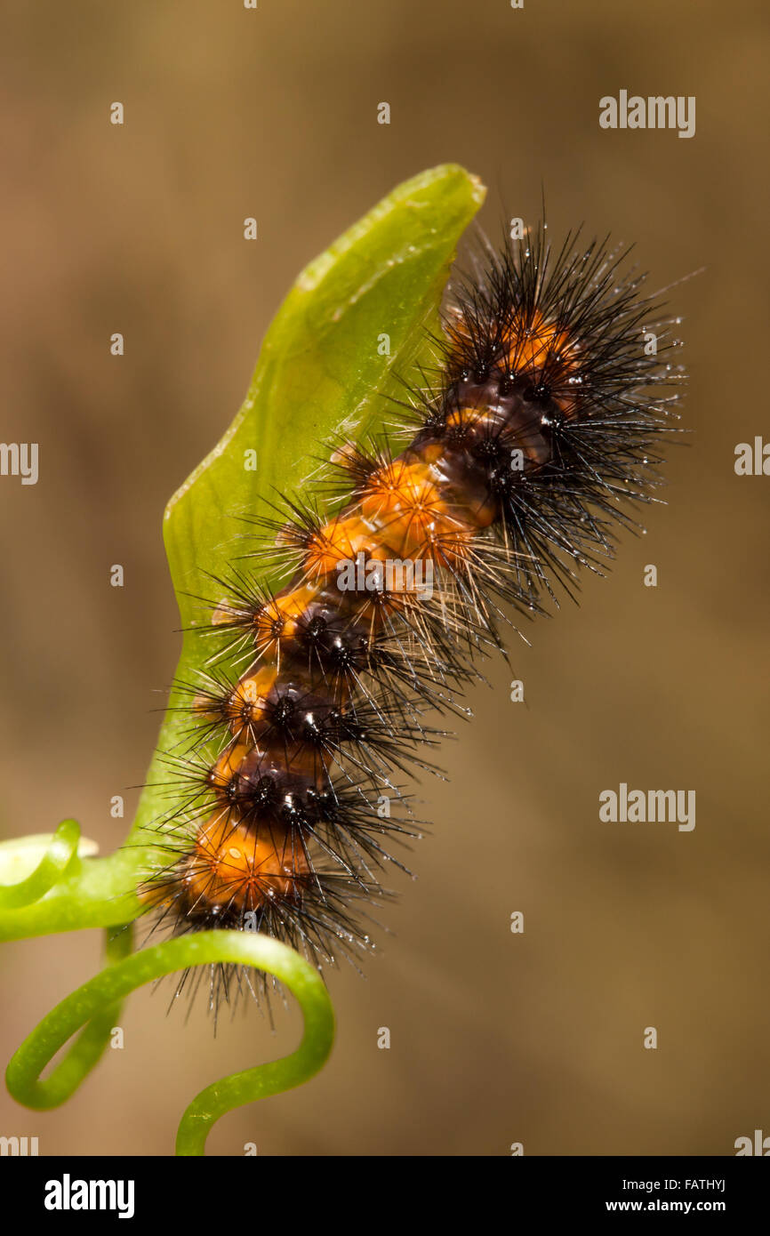 Un gigante di Leopard Moth (Hypercompe scribonia) caterpillar (larva) posatoi su una foglia. Foto Stock