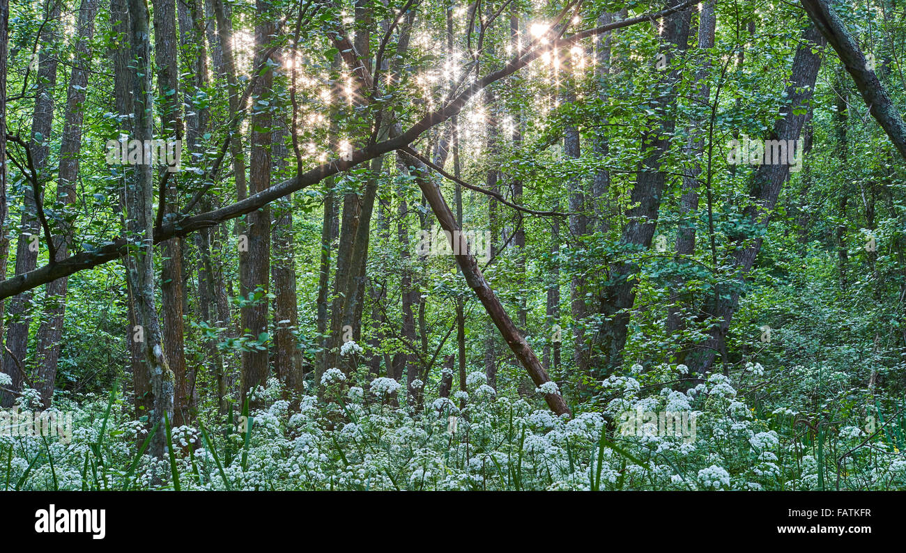 Antica alder carr di latifoglie bosco umido Foto Stock