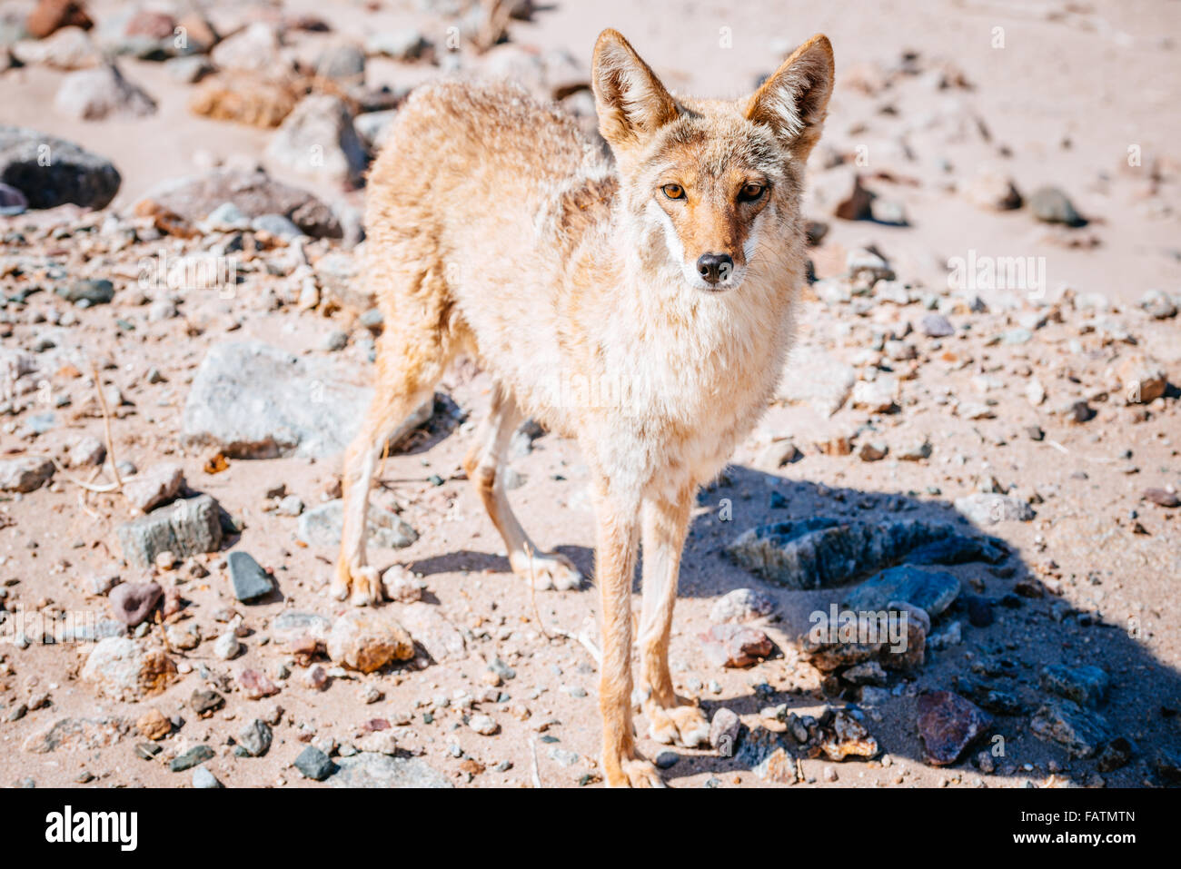 Coyote (Canis latrans) nel Parco Nazionale della Valle della Morte, STATI UNITI D'AMERICA Foto Stock