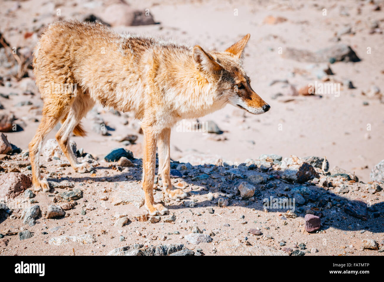 Coyote (Canis latrans) nel Parco Nazionale della Valle della Morte, STATI UNITI D'AMERICA Foto Stock