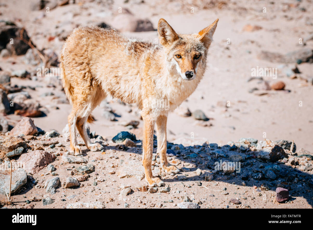 Coyote (Canis latrans) nel Parco Nazionale della Valle della Morte, STATI UNITI D'AMERICA Foto Stock