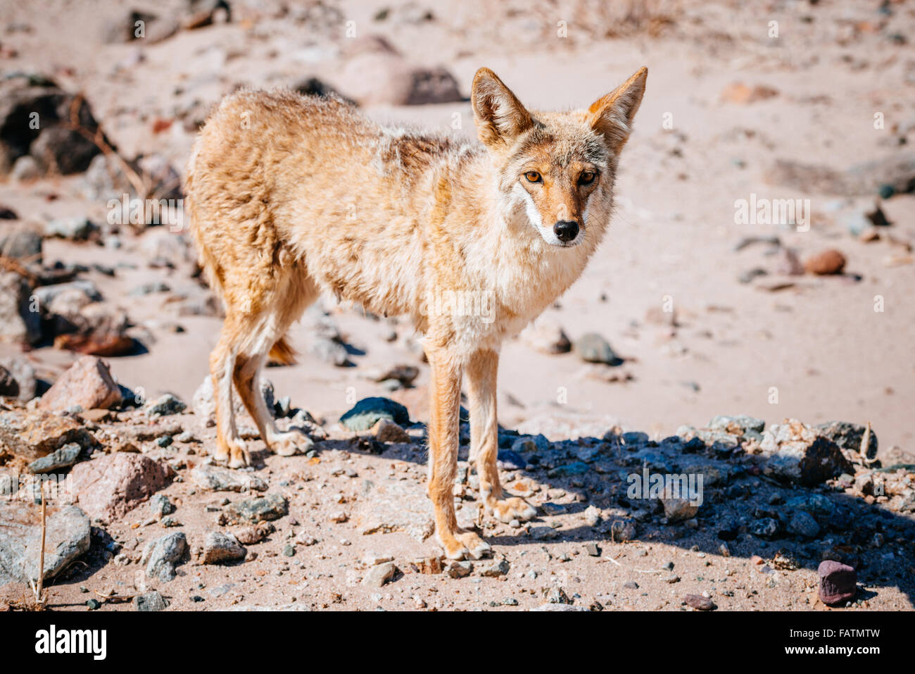 Coyote (Canis latrans) nel Parco Nazionale della Valle della Morte, STATI UNITI D'AMERICA Foto Stock
