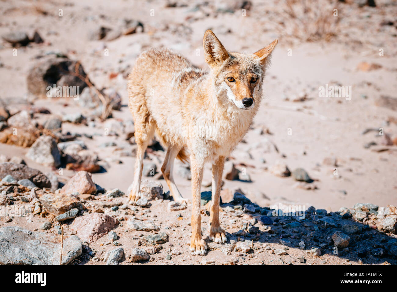 Coyote (Canis latrans) nel Parco Nazionale della Valle della Morte, STATI UNITI D'AMERICA Foto Stock
