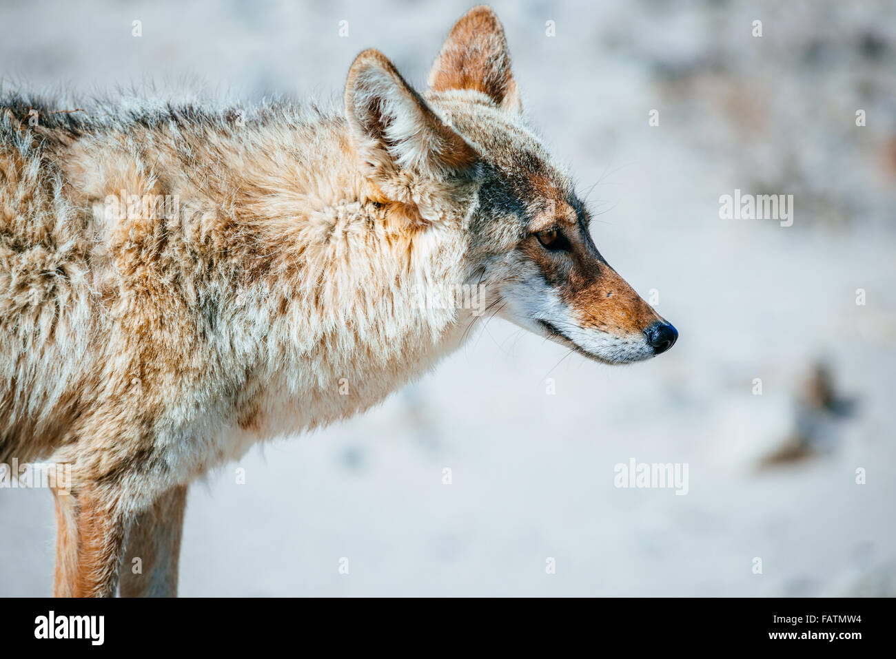 Coyote (Canis latrans) primo piano nel Death Valley National Park, USA Foto Stock