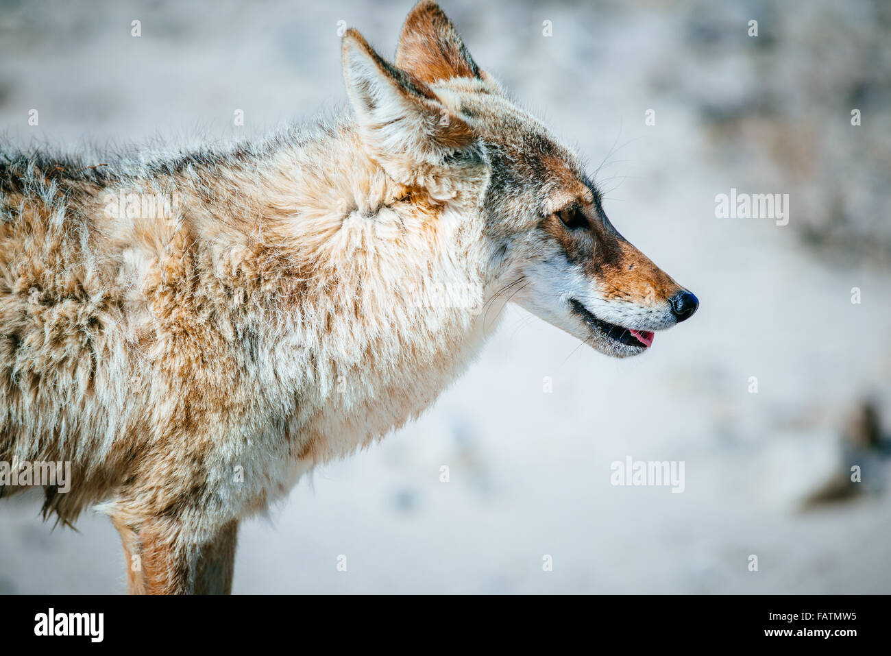 Coyote (Canis latrans) primo piano nel Death Valley National Park, USA Foto Stock