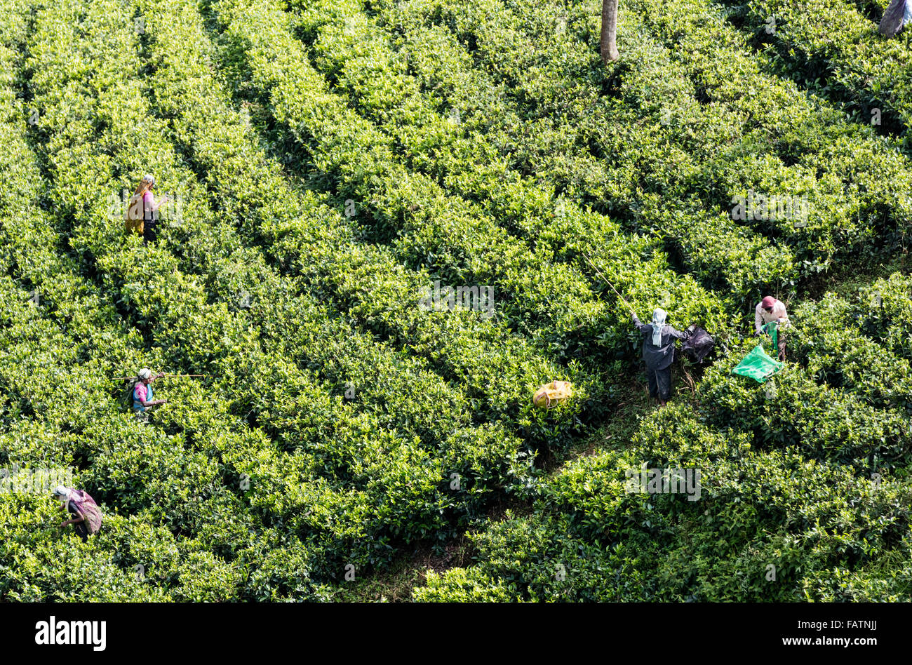 Donne Tamil tè di prelievo a tenuta di tè vicino a Hatton, Sri Lanka. Vista dalla collina sopra mostra filari di piante di tè Foto Stock