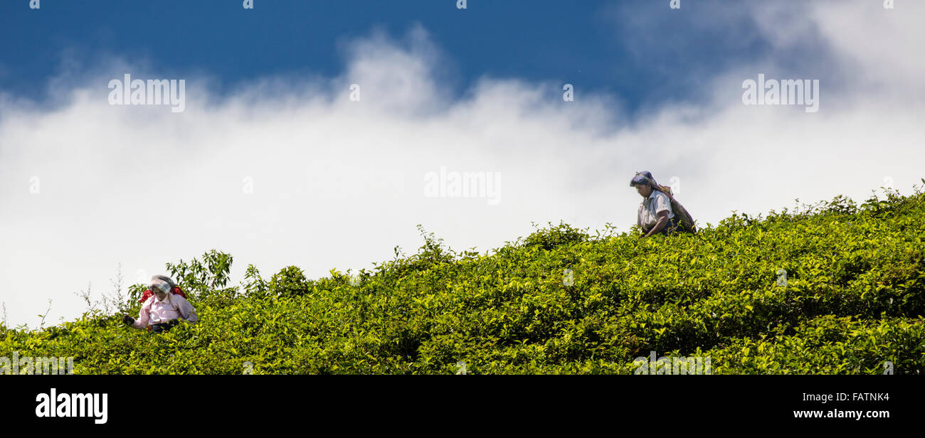 Donne Tamil tè di prelevamento a tenuta di tè vicino a Hatton, Sri Lanka Foto Stock