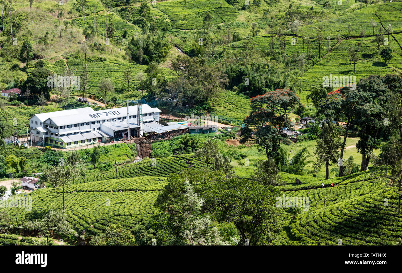Strathdon tea factory (centro di elaborazione) sulla tenuta di tè vicino a Hatton in Sri Lanka. Raccoglitori visibile sul percorso attraverso le righe del tè Foto Stock