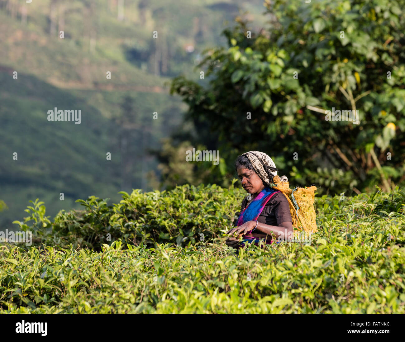 Donna Tamil picks tè a tenuta di tè vicino a Hatton, Sri Lanka Foto Stock
