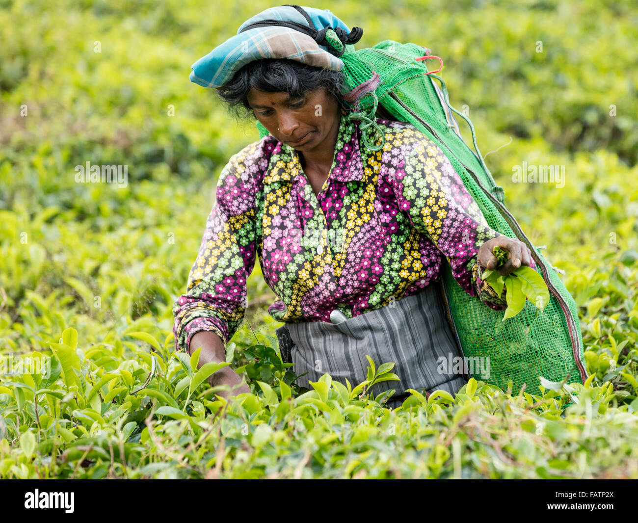 Donna Tamil picks tè a tenuta di tè vicino a Hatton, Sri Lanka Foto Stock