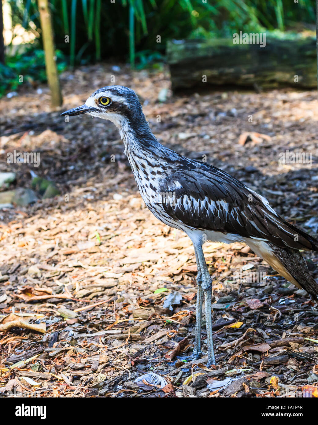 Close up di un Bush australiano Stone Curlew bird. Foto Stock