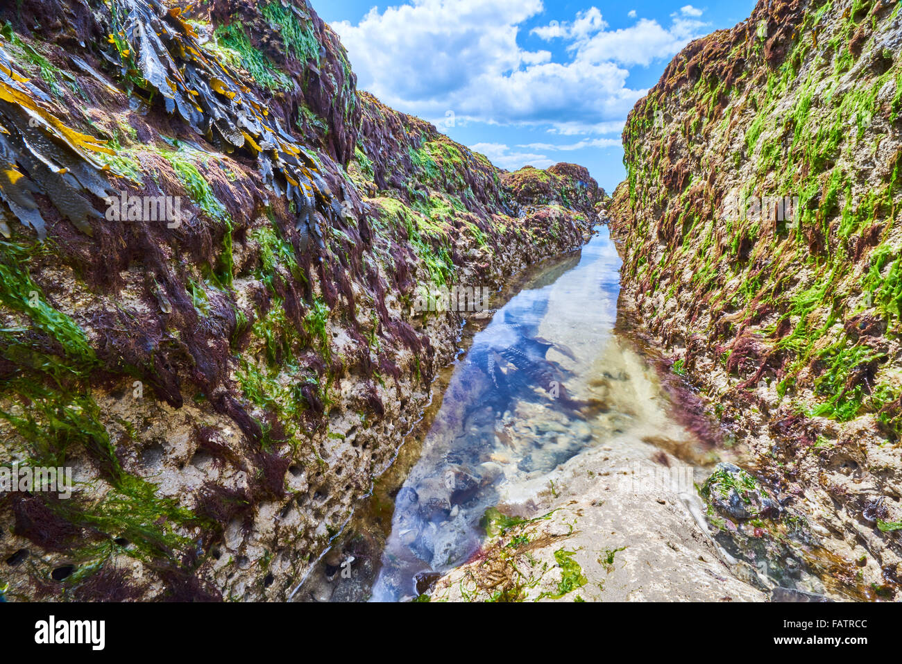 L'onda della piattaforma di taglio su Sussex costa a Brighton a Newhaven scogliere SSSI Foto Stock