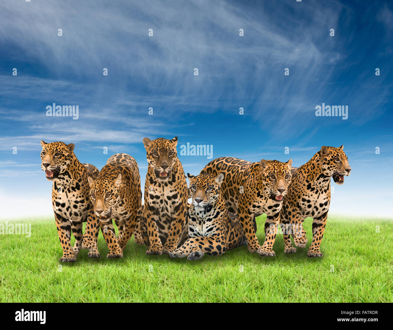 Gruppo di jaguar con erba verde e blu cielo Foto Stock