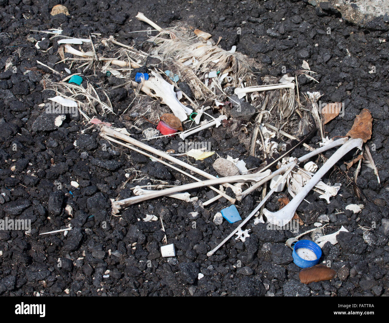 Resti di dead albatross sul Nord isola del Pacifico con i tappi di bottiglia e altri piccoli pezzi di plastica detriti marini che sono state ingerite dagli uccelli. Foto Stock