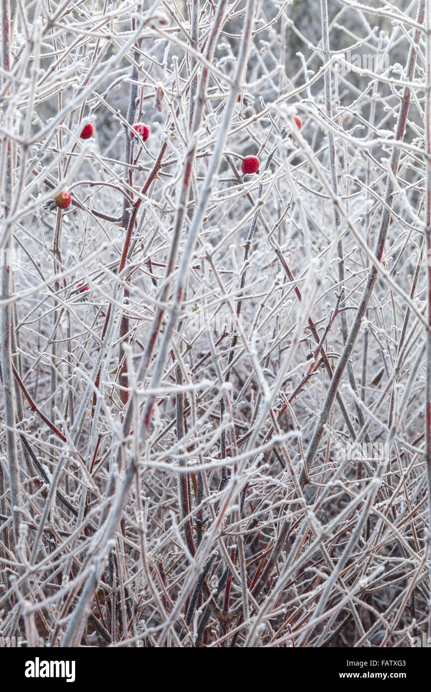 Red Rose hips sul pupazzo di neve rami bianco Foto Stock