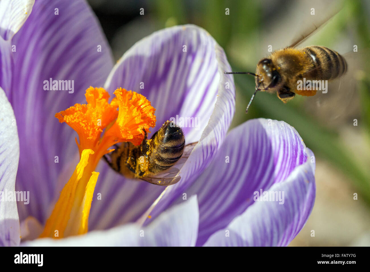 Crocus 'Pickwick' in fiore e miele ape volare a fiore Foto Stock