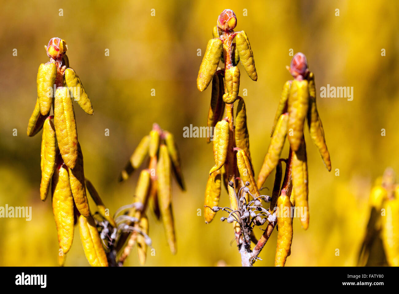 Ledum groenlandicum 'Compactum', Labrador Tea, arbusti con foglie in inverno Foto Stock