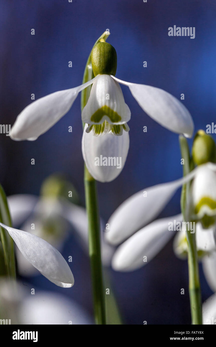 Galanthus nivalis, Snowdrop Close-up Winter Flowering Plant Foto Stock