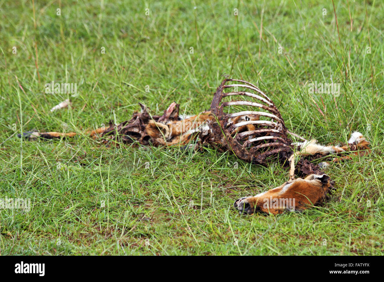 Un morto e decadenti la carcassa di una gazzella risiede marciume sulle pianure dell Africa Foto Stock