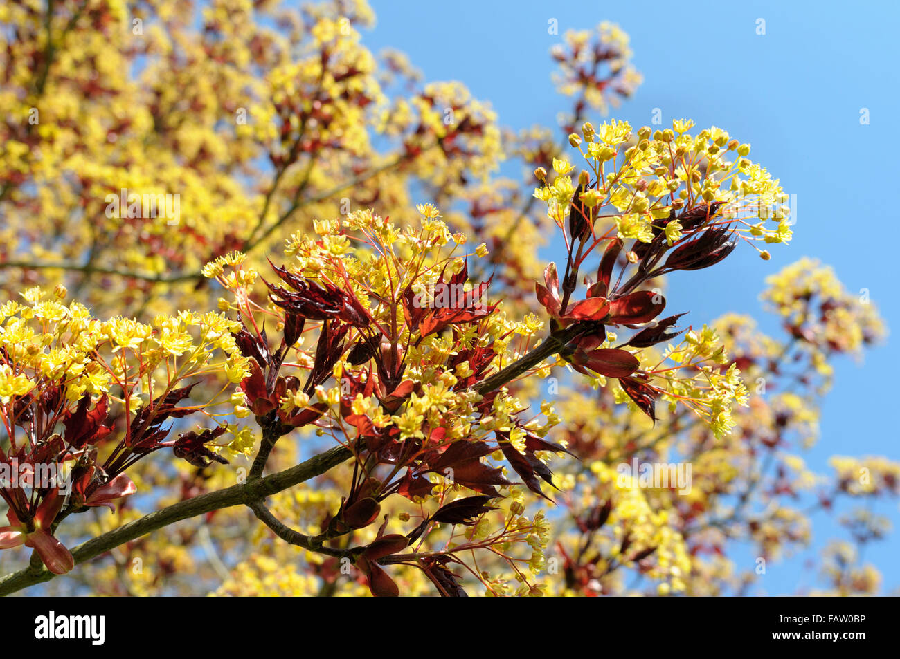 Acer platanoides 'Goldsworth viola' in fiore Foto Stock