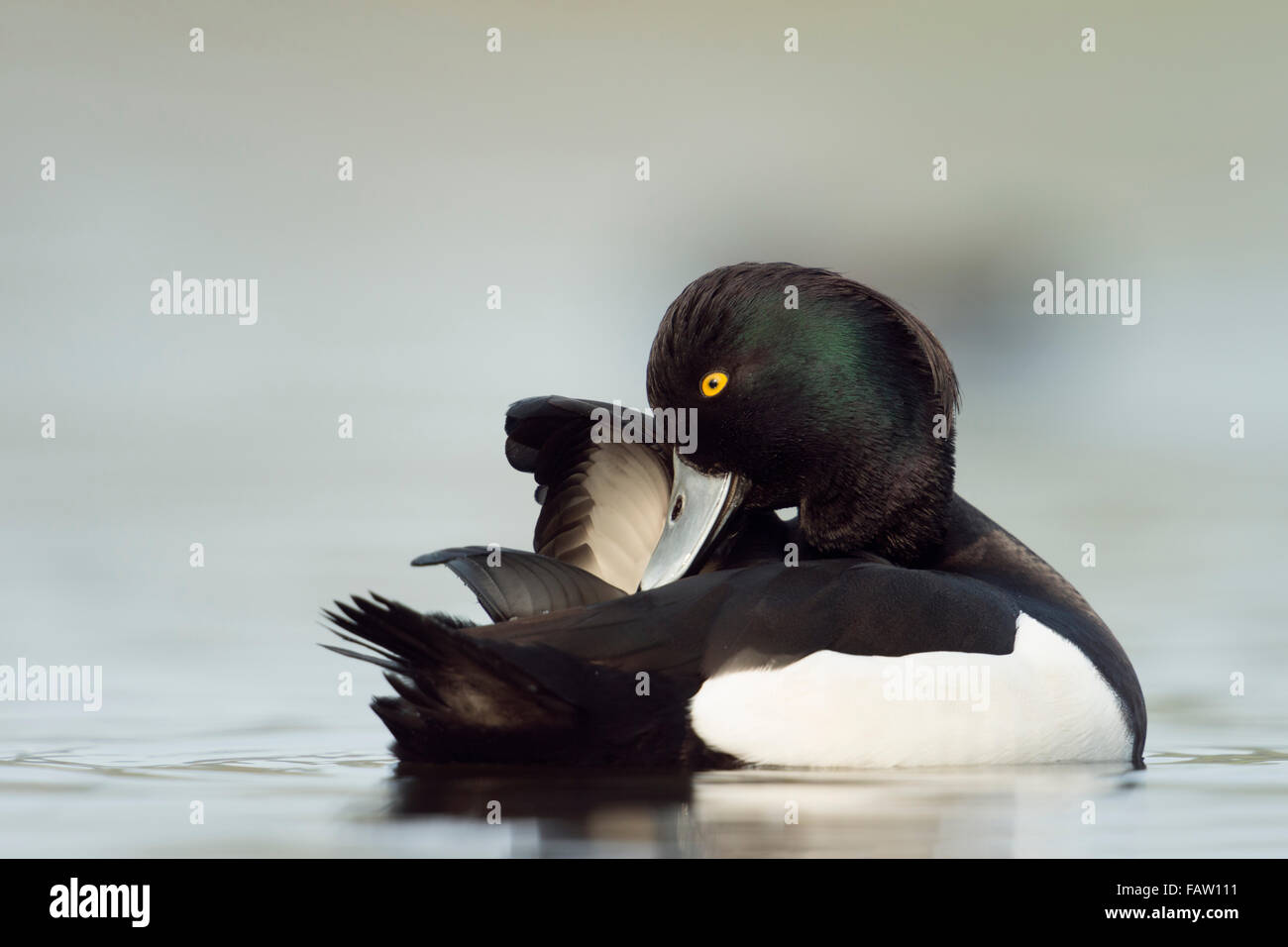 Anatra tufata / Reiherente ( Aythya fuligula ) che preserva il suo abito da riproduzione, la fauna selvatica, l'Europa. Foto Stock