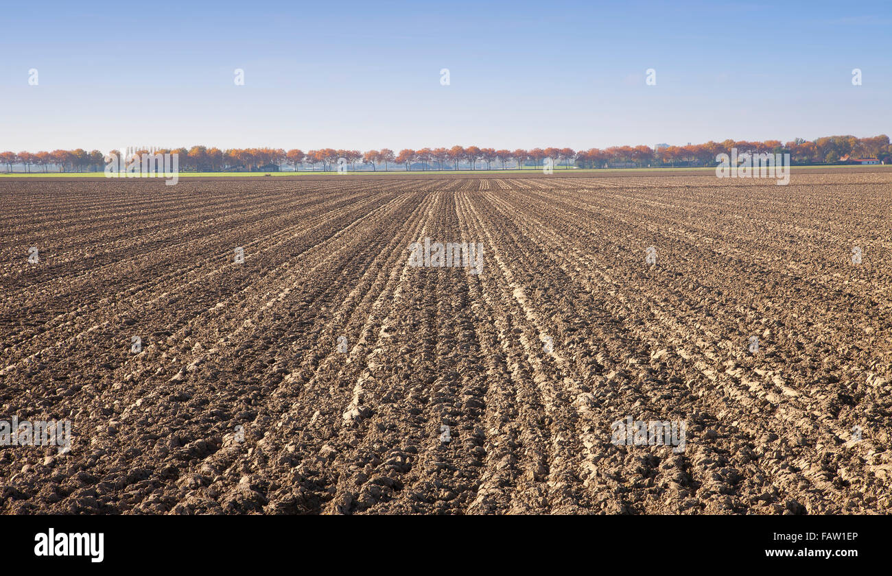 Vista in campo agricolo nei Paesi Bassi Foto Stock