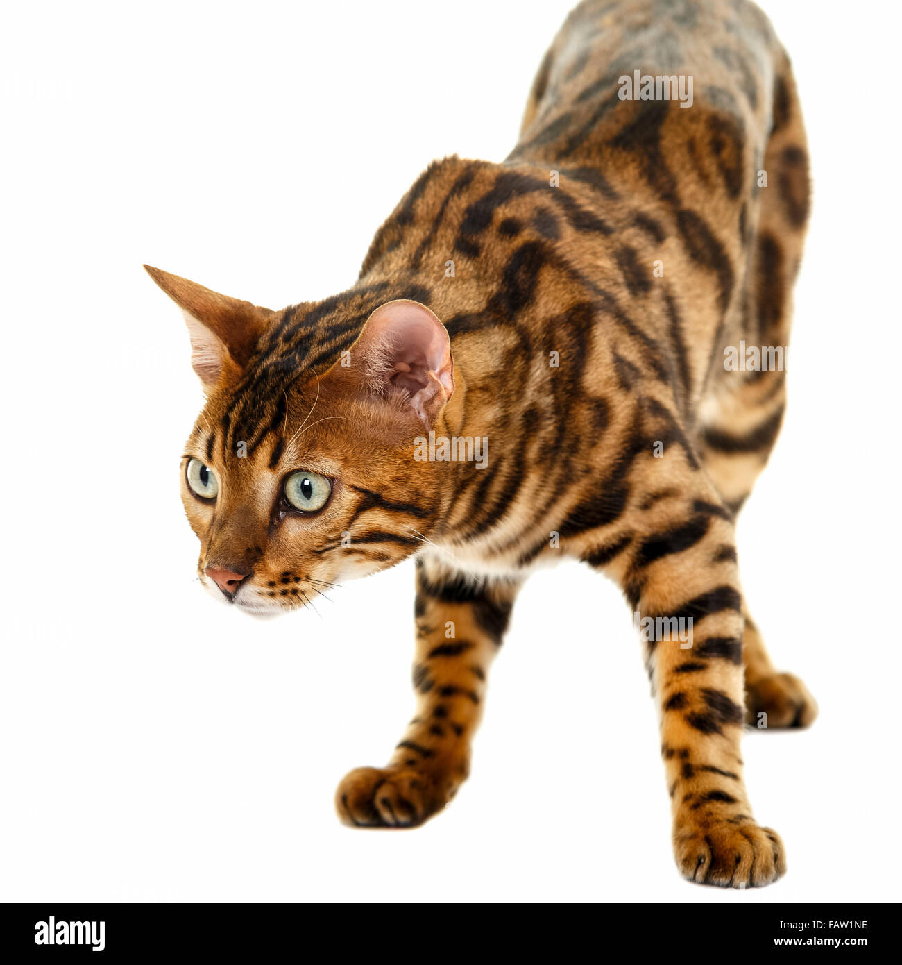 Sfondo Bianco Studio Isolato Immagini e Fotos Stock - Alamy