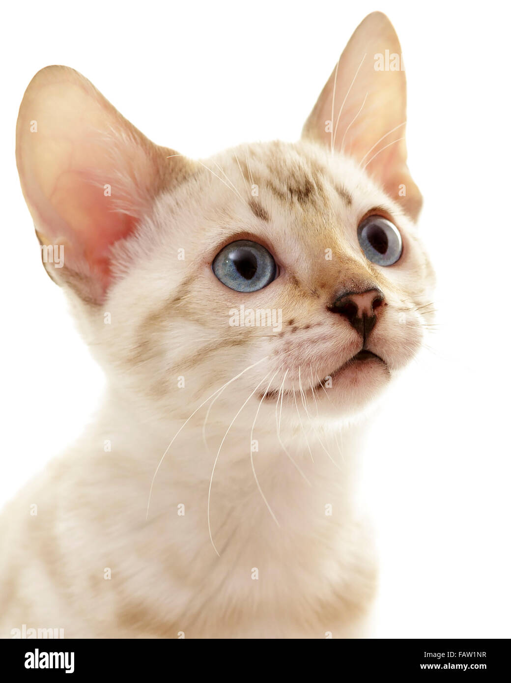 Neve maschio Gatto Bengal gattino ritratto isolato su sfondo bianco modello di rilascio: No. Proprietà di rilascio: No. Foto Stock