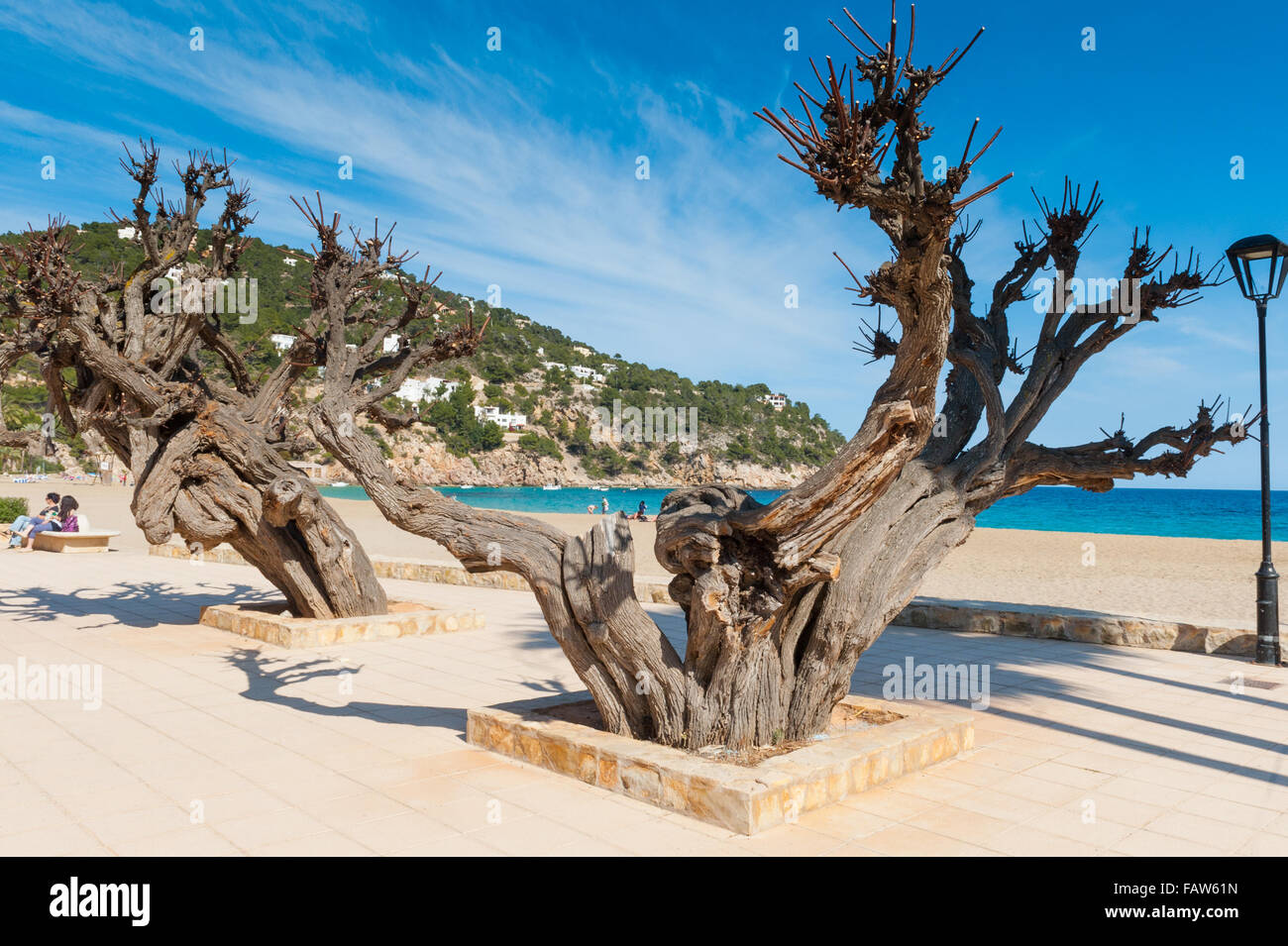 Bellissimo vecchio albero sulla spiaggia di Isola di Ibiza, Isole Baleari, Spagna, Europa Foto Stock