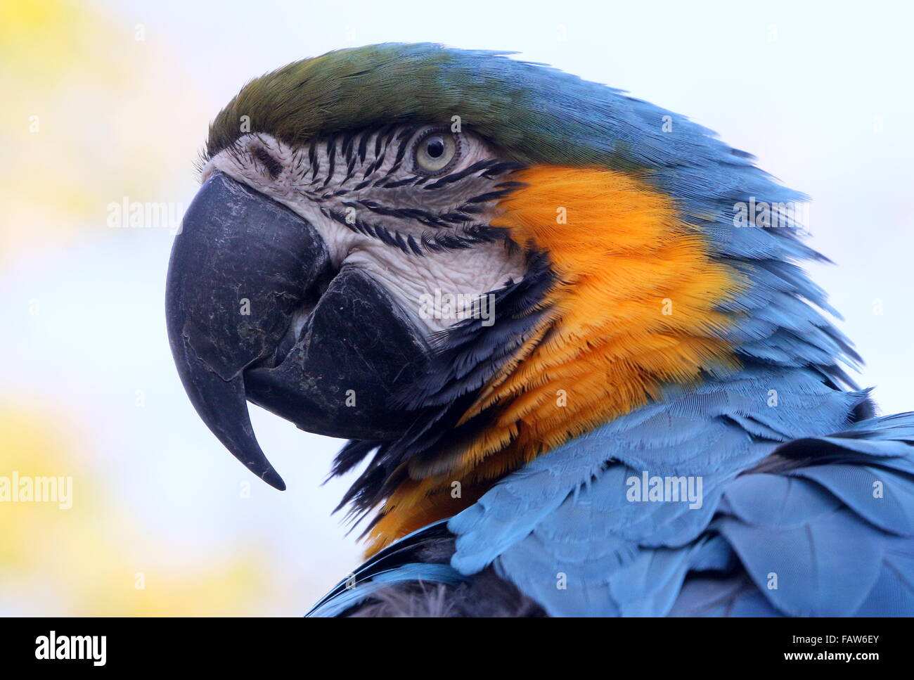 Sud Americana di colore blu e giallo macaw (Ara ararauna) verticale. Foto Stock