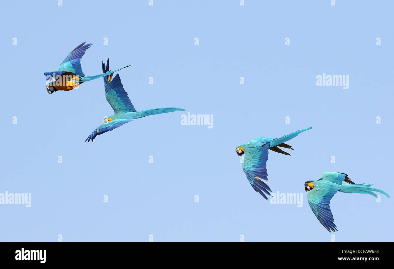 Il gruppo di quattro sud americana di colore blu e giallo macaws (Ara ararauna) in volo. Noto anche come blu e oro macaw. Foto Stock