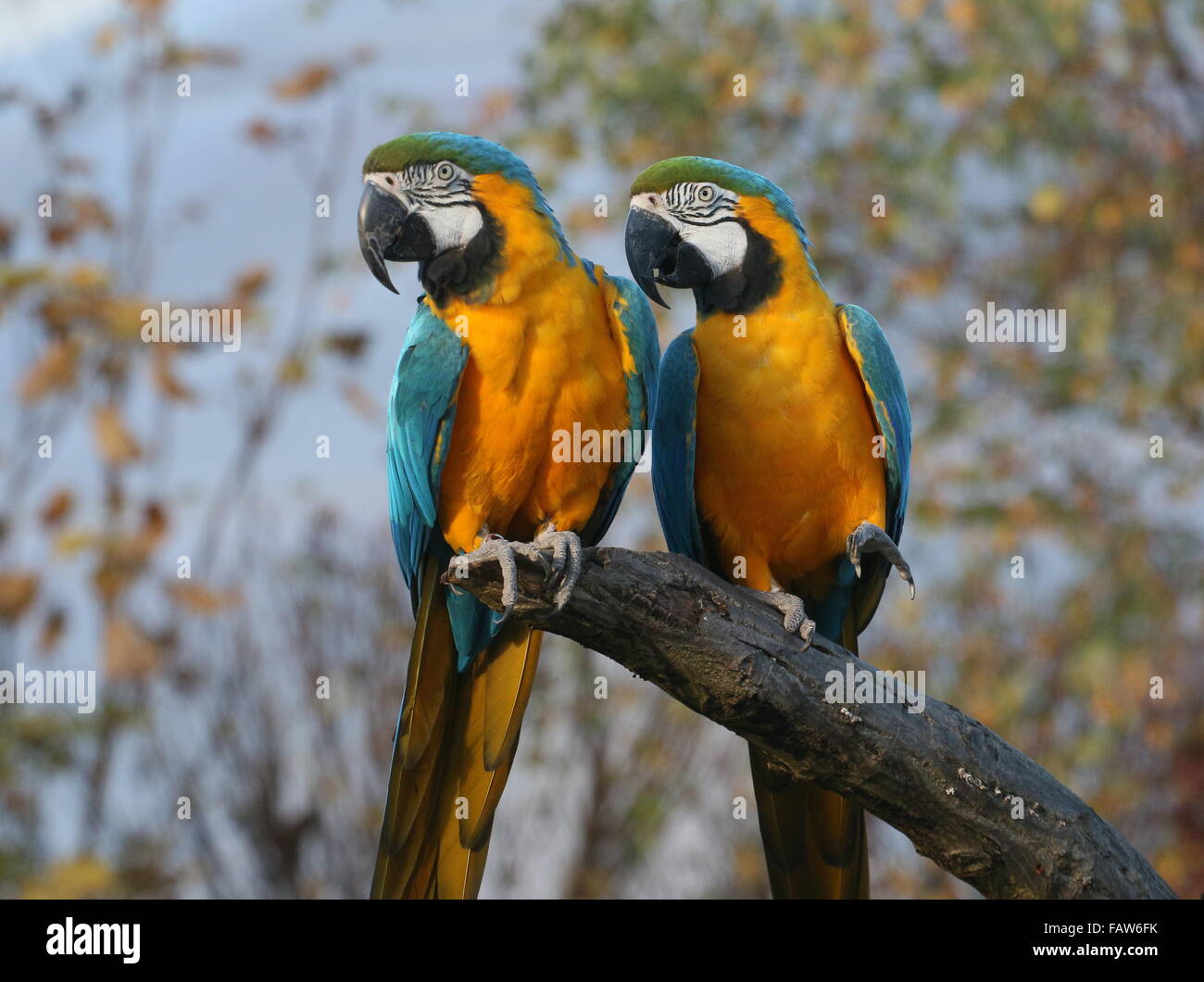Coppia di South American blu e giallo macaws (Ara ararauna) Foto Stock