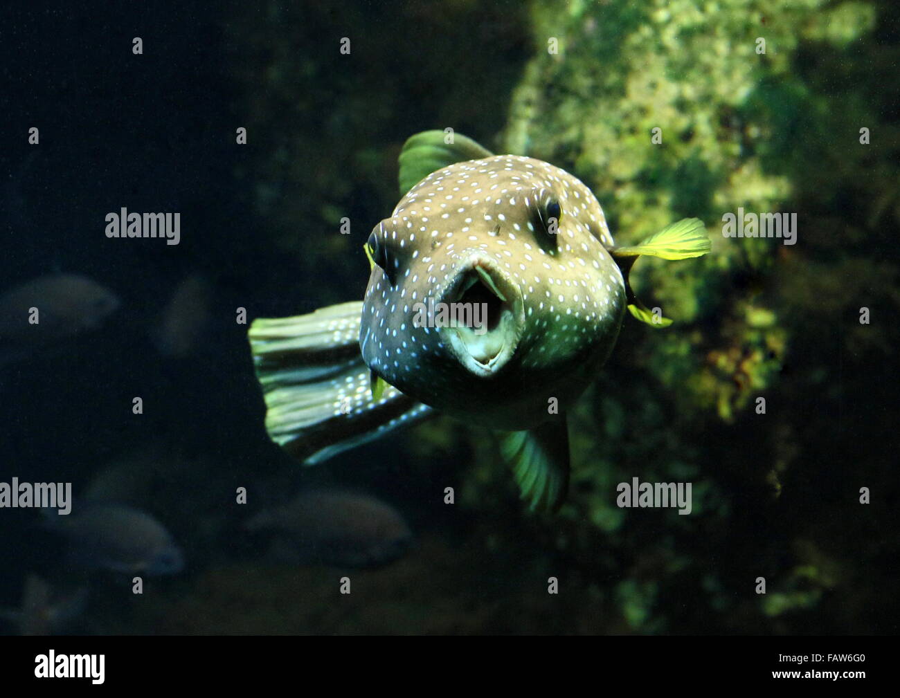 White-spotted Puffer fish (Arothron hispidus) nativo del Mare Rosso e Indiani & Pacifico Foto Stock