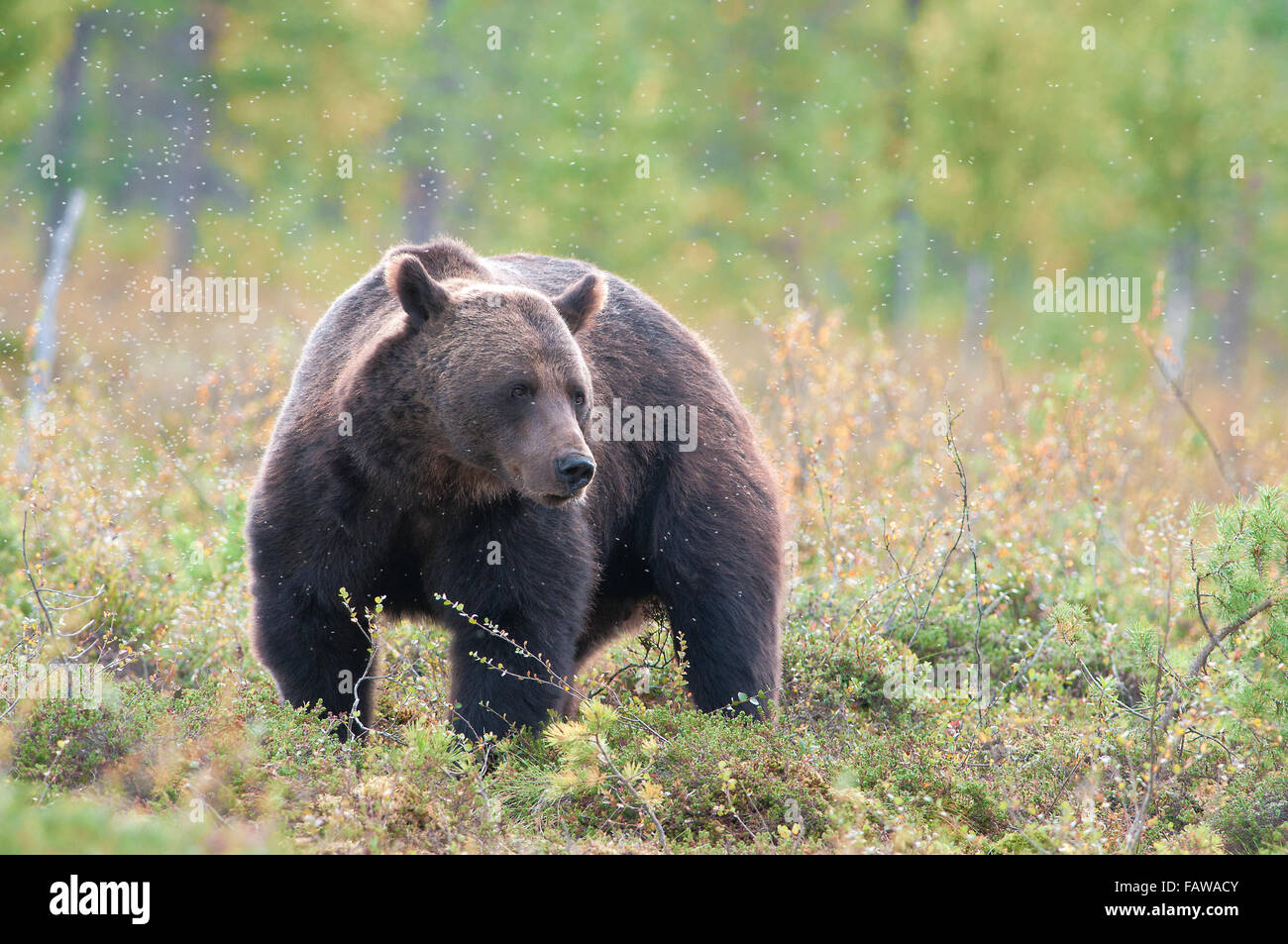 Un orso a piedi attraverso una nube di mosche Foto Stock