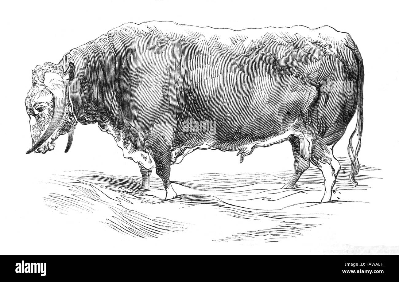 Long-Horned Bull, allevati da Mr W salamoia, 1844 Southampton riunione della Royal Agricultural Society Illustrated London News luglio 18 Foto Stock