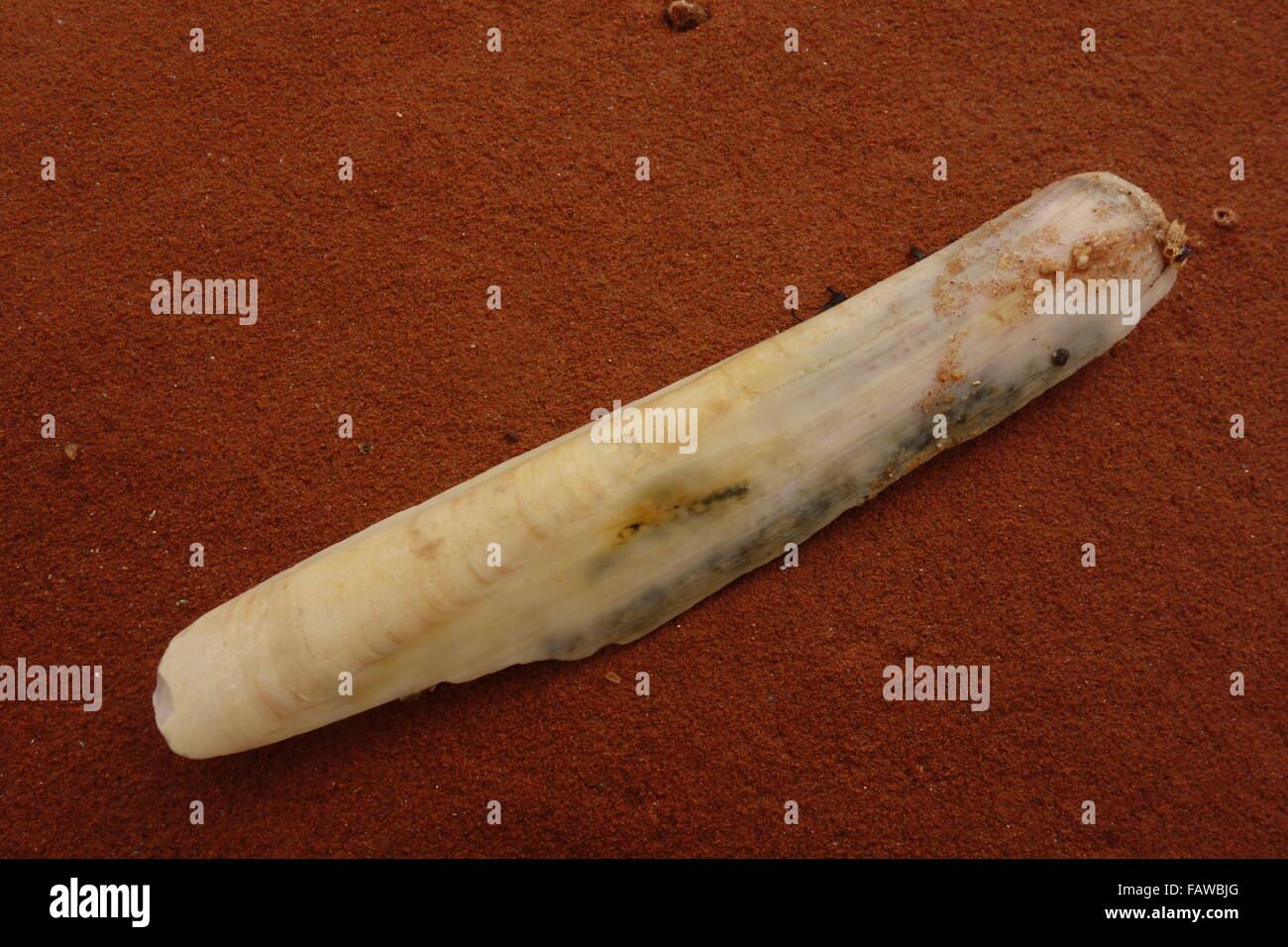 Razor Shell in arenaria Foto Stock