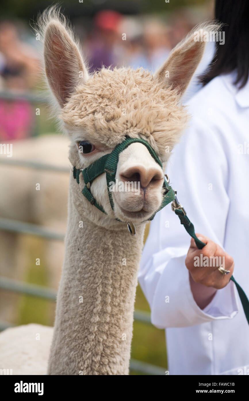 Alpaca al Ellingham & Ringwood Società Agricola mostra annuale a Somerley Park, Ellingham, Ringwood, Hampshire nel mese di agosto Foto Stock