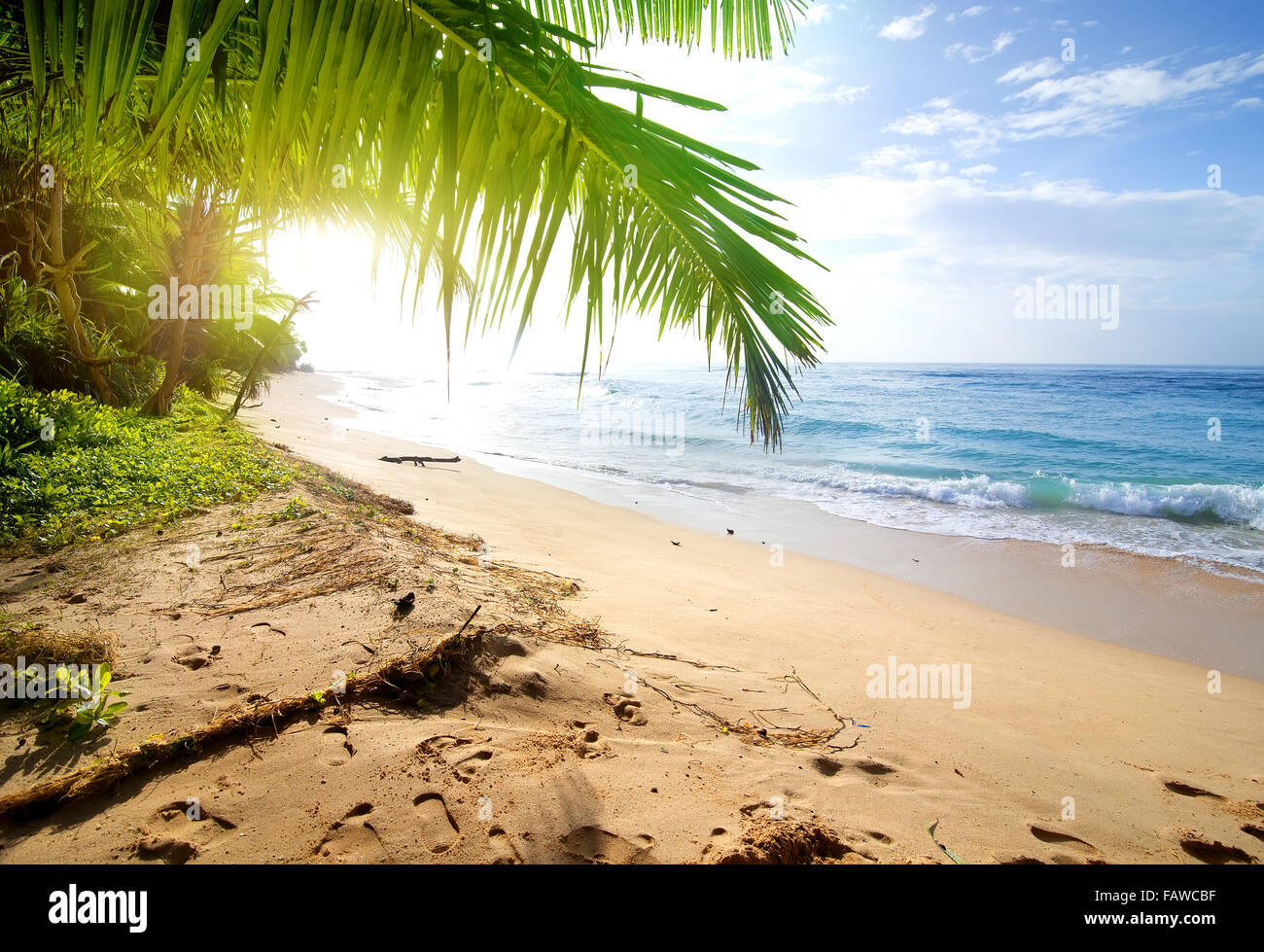 Spiaggia di sabbia con verde palme vicino oceano Foto Stock