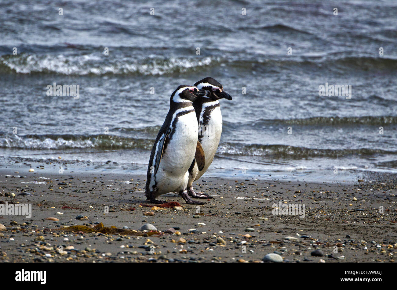 I pinguini di magellano,Sphenicus magallanicus, Seno Otway, conservare, Patagonia, Cile Foto Stock